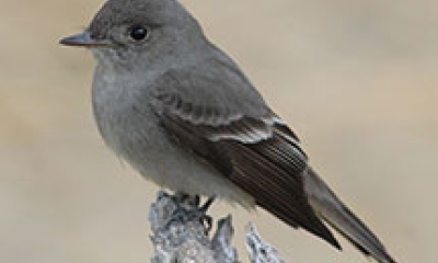 A dark gray western wood pewee bird perches on a branch. The bird has black wings, beak, and eyes.