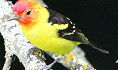 a western tanager. The bird has a yellow body, black wings, and a red head