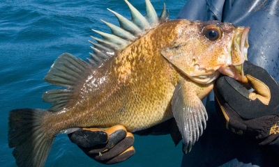 A person holds a quillback rockfish out of the water. The dorsal spines are splayed making it evident where this fish's name came from
