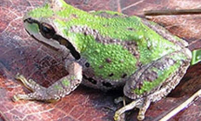 A tree frog sits on a fallen leaf. The frog is bright green with a few grey stripes on its back and legs. It has a black stripe through its eye. The skin is slightly bumpy.