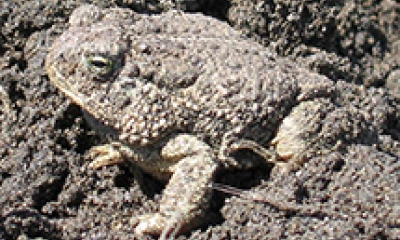 a woodhouse's toad sits in disturbed dirt, blending in well with it's environment. Its skin is bumpy and a light brown color.