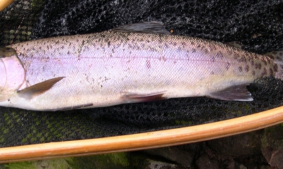 a redband trout is caught in a black mesh net. The fish is a purple color on the side with pale red on the top of the back