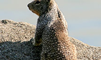 A California ground squirrel stands on a rock with its back to the camera. It is looking to the left