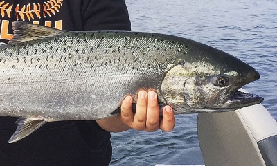 A person on a boat holds up a Chinook salmon