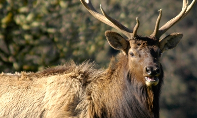 a bull Roosevelt elk