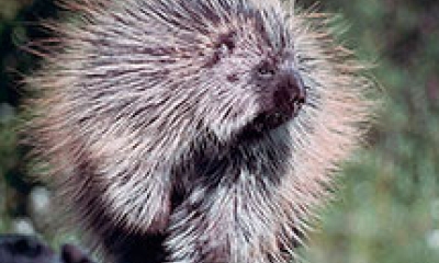 A porcupine walks on a tree branch. The animal is large, with a gray body and long brown quills covering its body.