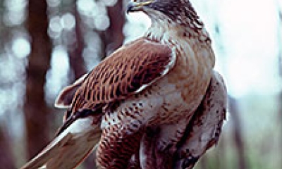 a ferruginous hawk looks over its shoulder. The wings are brown and the belly is white.