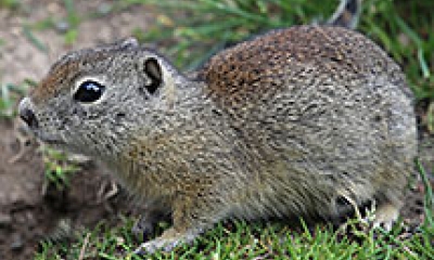 A Belding's ground squirrel