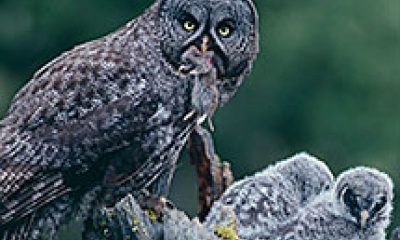 A great gray owl drops off a mouse to two fuzzy owlets