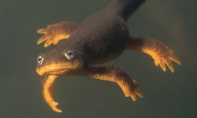 Rough-skinned newt underwater looks into the camera