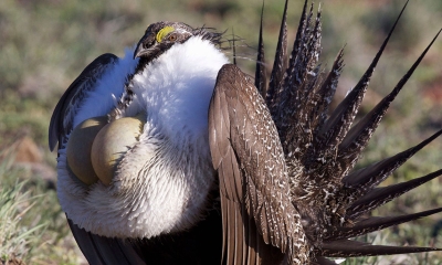 A male sage grouse puffs up its chest and fans out its tail. The bird is brown on the back, tail and wings and white on the chest. It has two yellow air sacks on it's chest that it puffs out.