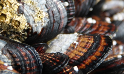 a close up on a group of mussels