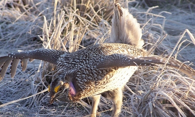 A sharp-tailed grouse bends forward with wings out and tail erect 
