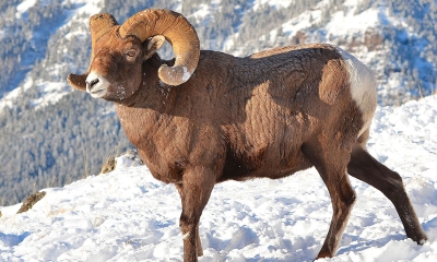 Bighorn sheep | Oregon Department of Fish & Wildlife