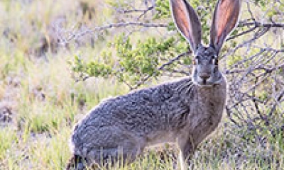 A jack rabbit stands alert in scrubby grass. The rabbit's ears are very large.