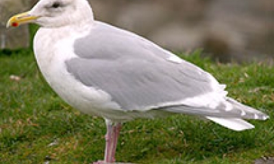 A Glaucous-winged gull stands on short, green grass. The bird is white with light gray wings and a yellow beak.