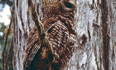 Spotted owl
