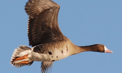 White-fronted goose in flight