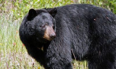black_bear_matlacha_flickr.jpg