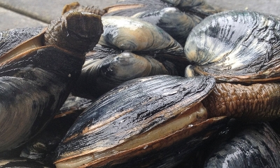 Gaper clams