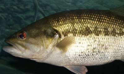 Largemouth bass