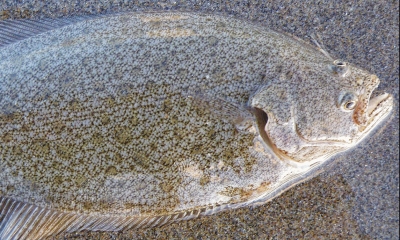 Sand sole