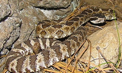 Western rattle snake