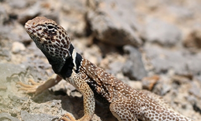 Mojave black collared lizard
