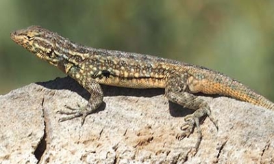 Side-blotched lizard