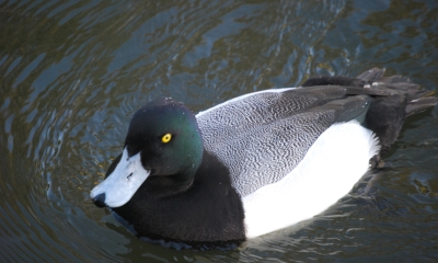 Greater scaup drake