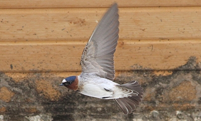 Cliff swallow