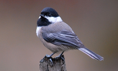 Chickadees On offers Blue Stripe