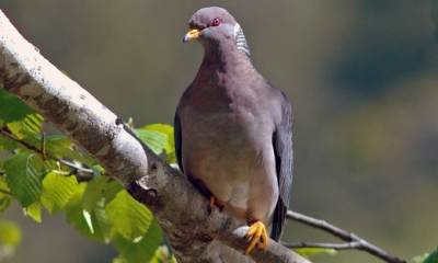 Band-tailed pigeon