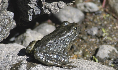 Foothill Yellow-legged frog
