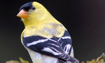 American goldfinch male