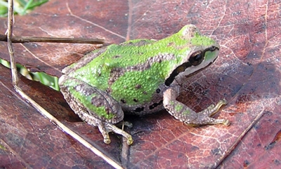 Pacific treefrog
