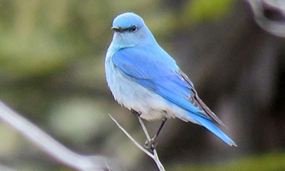 Bluebirds and Thrushes  Oregon Department of Fish & Wildlife