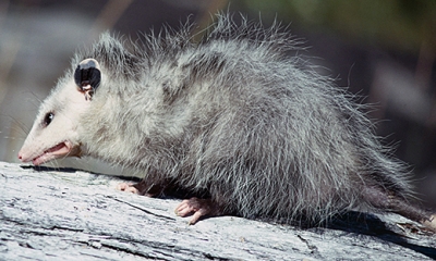 Virginia opossom