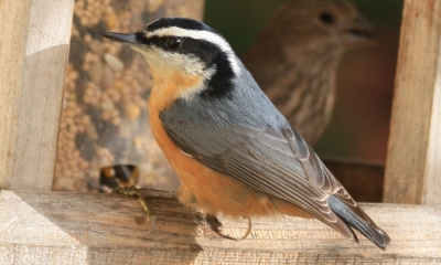 Red-breasted nuthatch male