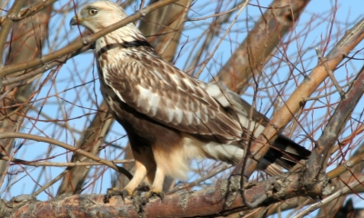 List of bird of prey species recorded at the wetlands.