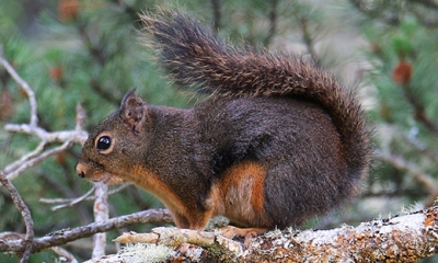 Douglas' squirrel