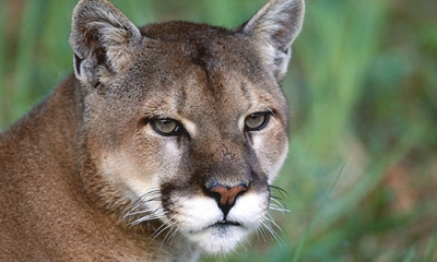 Cougar (mountain lion)