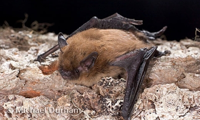 California myotis bat