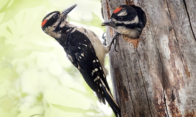 Hairy woodpecker