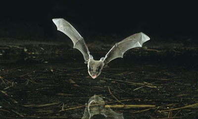 Long-legged myotis bat