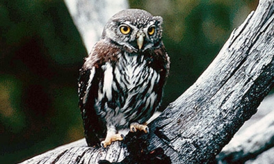Pygmy owl