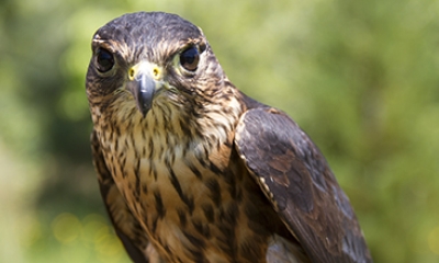 List of bird of prey species recorded at the wetlands.