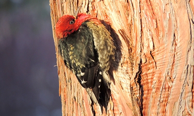 Red-breasted sapsucker