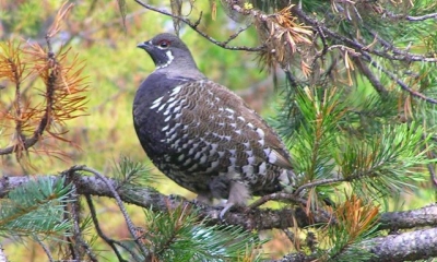 Spruce grouse male