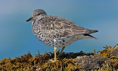 Shore Birds | Oregon Department Of Fish & Wildlife